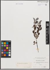 Foto von Salix aurita L. x Salix repens L.